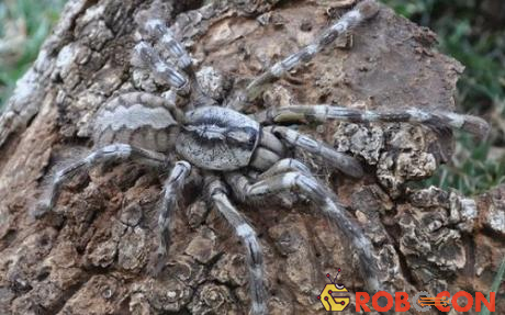 Một loài nhện có tên khoa học Poecilotheria rajaei chỉ sống tại Sri Lanka và Ấn Độ. Loài động vật này nổi tiếng với màu sắc độc đáo, di chuyển nhanh và có nọc độc. Con nhện trong hình có sải chân dài tới gần 20 cm, nọc độc của nó có thể giết chết chuột, những con chim nhỏ và cả những con rắn.