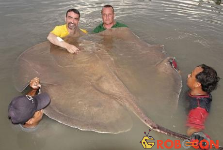 Một con cá đuối nước ngọt khổng lồ bắt được tại Thái Lan. Loài động vật này có thể đạt tới trọng lượng hơn nửa tấn.
