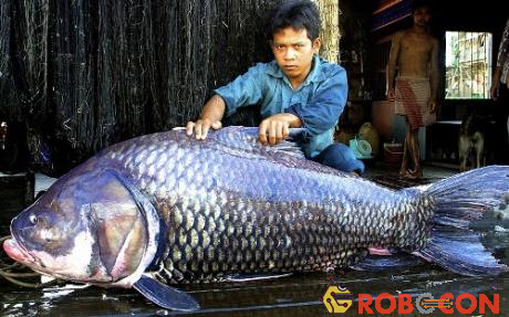 Một ngư dân Campuchia chụp ảnh bên con cá chép xiêm nặng 102 kg, dài 1,72 m. Loài này có thể lên tới kích thước tối đa là 3m và đạt cân nặng 300 kg.