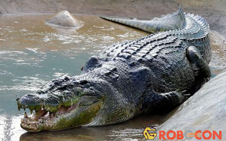 Cá sấu nước ngọt có tên Lolong nặng một tấn và dài 6,4 m. Nó được coi là con cá sấu lớn nhất từng bị bắt được từ trước đến nay. Lolong bị tóm gọn tại thành phố nhỏ Bunawan ở miền nam của Philippines. Đây là kết quả của một cuộc săn lùng suốt ba tuần. Khi Lolong bị phát hiện, khoảng 100 người được huy động để đưa nó lên bờ.