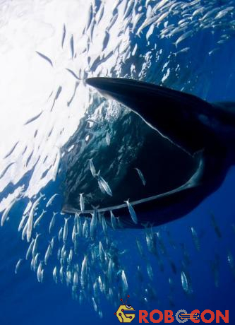 Thợ lặn hiếm khi dám tiến đến gần cá voi Bryde, nhưng một nhiếp ảnh gia của SeaPics đã may mắn tiếp cận được một con