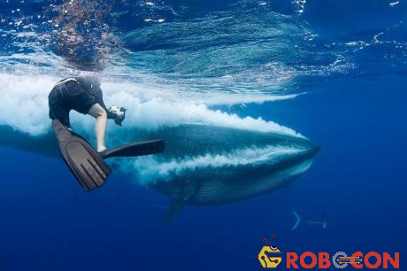 Thợ lặn cố tránh bị lọt vào cái hàm to lớn của con cá voi và chụp được những bức ảnh nghẹt thở về nó