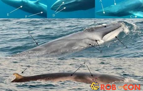 44 thước phim về cá voi Omura - Loài cá voi hiếm gặp nhất hành tinh