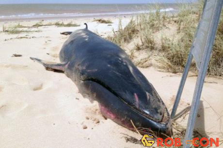 Một xác cá voi Omura chết dạt bờ tại Úc.