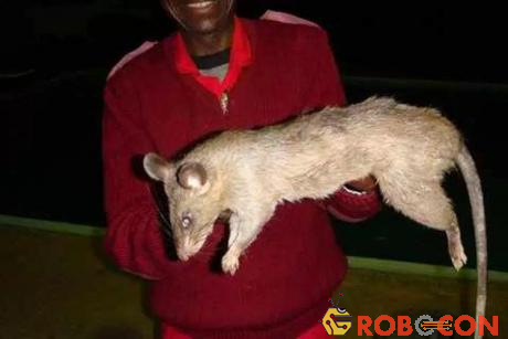 Chuột khổng lồ ở Nam Phi thường tấn công người gây tử vong.