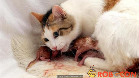 Một con mèo đang ăn nhau thai sau khi sinh.