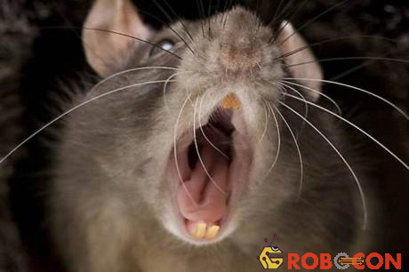 Loài chuột ăn thịt người này thường nặng đến 4kg