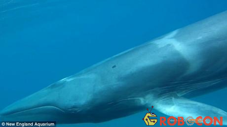 Cá voi Omura - một trong những loài cá voi khó bắt gặp nhất hiện nay.