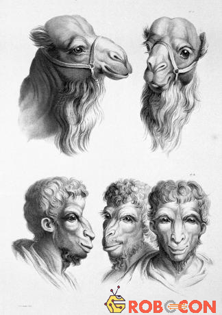 Nếu chúng ta được tiến hóa từ lạc đà thì khuôn mặt sẽ có nhiều lông hơn