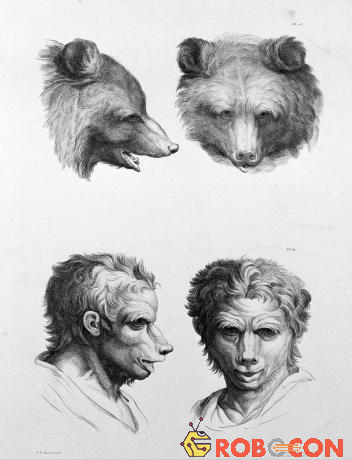Nếu chúng ta tiến hóa từ gấu thì khuôn mặt sẽ trở nên 