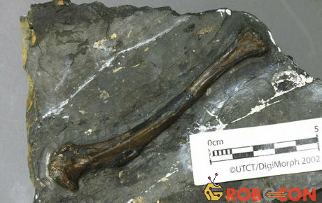 Hóa thạch chim Tingmiatornis arctica.