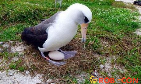 Chim hải âu Wisdom đang ấp quả trứng mới đẻ.