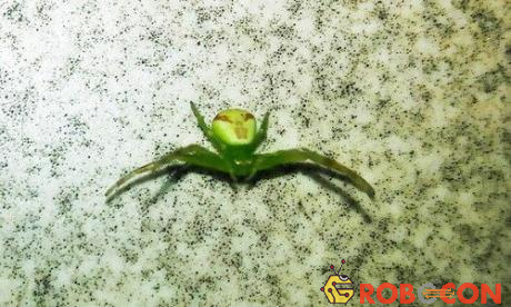 Con nhện có phần bụng trông giống khuôn mặt của người ngoài hành tinh.