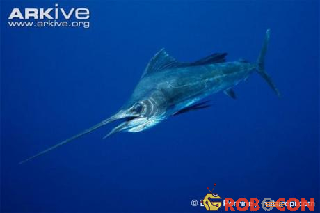 Cá buồm Đại Tây Dương - Vận động viên đua thuyền của đại dương