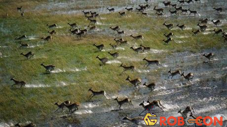 Hình ảnh bầy Nai đang tháo chạy ở Đồng bằng Okavango