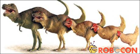 trong thế giới khủng long thì T-Rex cũng chỉ to cỡ con gà