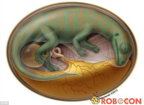 Một trong những nguyên nhân khiến khủng long tuyệt chủng là do thời gian ấp trứng