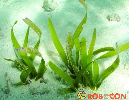 Cỏ biển Thalassia testudinum hay còn gọi là Cỏ Rùa