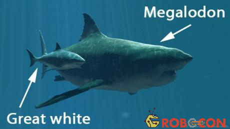Kích thước giữa cá mập trắng ngày nay và cá mập Megalodon.