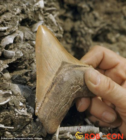 Mẫu răng hóa thạch từ 7 triệu năm trước là mấu chốt quan trọng của nghiên cứu
