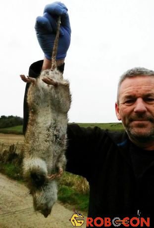 Xác chuột dài gần 50cm bị bắt ở Anh.