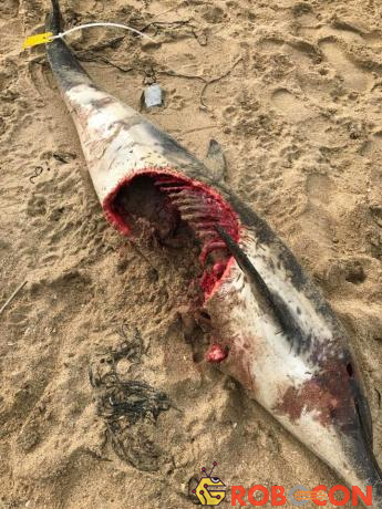 Nhiều người lo ngại rằng đây là vết cắn của cá mập