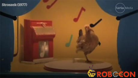 Loài gà phân biệt rõ ràng các nhịp điệu khác nhau và có những phản ứng với điệu nhạc thông qua các chuyển động.