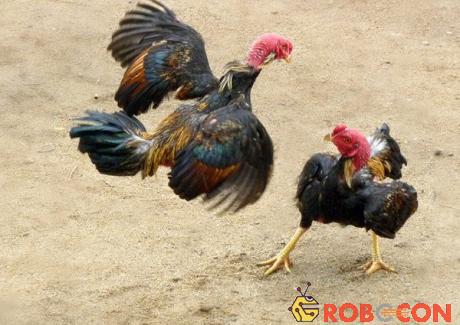 Ban đầu, loài gà được thuần dưỡng nhằm phục vụ cho các cuộc thi chọi gà chứ không phải để lấy thịt làm thức ăn.