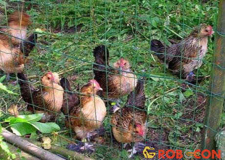 Gà có hàng tá loại khác nhau, ví dụ gà Bantam Hà Lan, gà lơgo hay gà Rohde Đỏ.