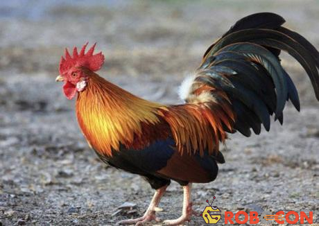Một con gà trống sẽ thông báo cho cả đàn gà biết rằng nó tìm thấy thức ăn bằng cách kêu 