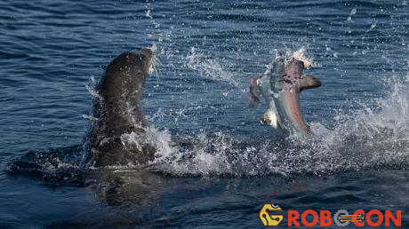 Con sư tử biển cắn đứt đầu cá mập mà không gặp chút khó khăn