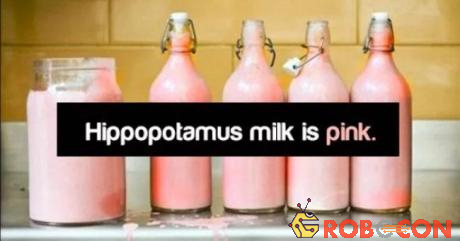 Sữa hà mã có màu hồng chứ không phải trắng nhé.