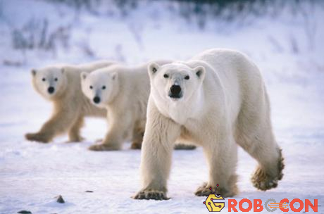 Số lượng gấu trắng Bắc Cực đã giảm đáng kể do hiện tượng ấm lên toàn cầu.