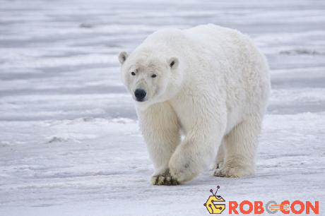 Gấu trắng Bắc Cực có cân nặng tương đương 7 người đàn ông.