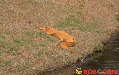 Cá sấu màu cam khiến cư dân mạng thích thú. 