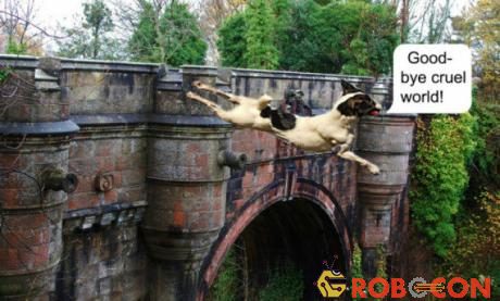 Cầu Overtoun được biết đến như cây cầu tự tử của chó.
