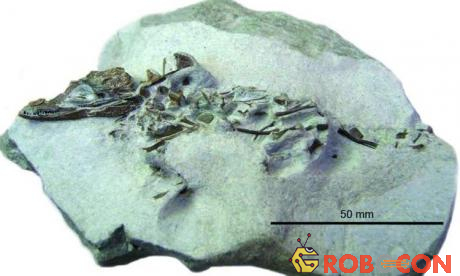 Hình ảnh 3D của hóa thạch cá sấu đầu nhỏ, có từ thời kỳ khủng long.