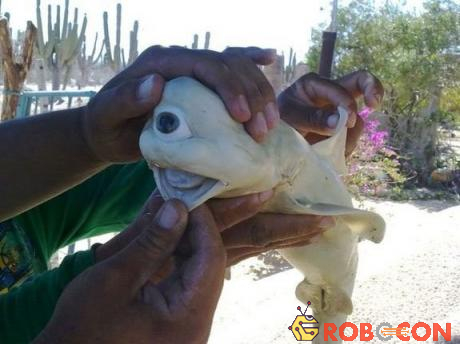 Một bào thai cá mập với chỉ một con mắt