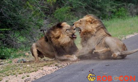 Loạt ảnh của Justin Thorne, một vị khách ghé thăm công viên quốc gia Kruger, Nam Phi, cho thấy hai con sư tử đực đang chiến đấu với nhau cạnh con đường trong công viên, Sun hôm 17/2 đưa tin.