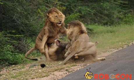 Số lượng sư tử đực sống sót đến tuổi trưởng thành ít hơn nhiều sư tử cái do tranh chấp về lãnh thổ và quyền giao phối. Công viên quốc gia Kruger là một trong những khu bảo tồn lớn nhất ở châu Phi, nơi sinh sống của sư tử, báo đốm, tê giác, voi, trâu và hàng trăm động vật có vú khác.