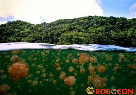 Hàng triệu con sứa biến mất