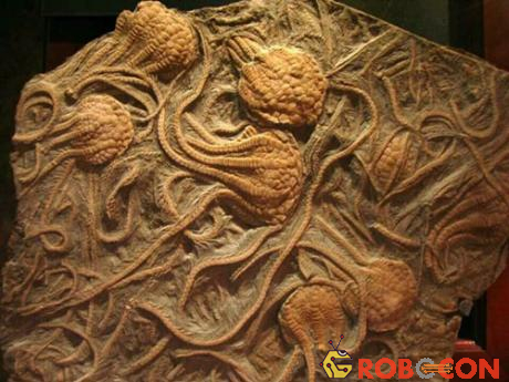 Hoá thạch của loài có hình dáng như loài mực ngày nay