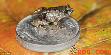 Loài ếch đêm Robinmoore bí ẩn này có kích thước chỉ vọn vẹn 1,22cm, tương đương với móng tay con người.