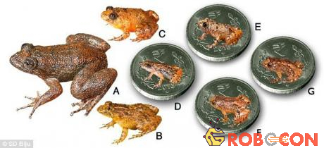 7 loài ếch đêm mới được phát hiện: A. Ếch đêm Radcliffe, B. Ếch đêm Athirappilly, C. Ếch đêm Kadalar, D. Ếch đêm Sabarimala, E. Ếch đêm Vijayan, F. Ếch đêm Manalar, G. Ếch đêm Robin Moore