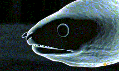 Màn mô phỏng cảnh bắt cua của lươn biển khát máu. Đầu tiên nó dùng hàm chính bắt giữ con mồi.