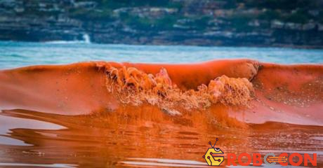 Thủy triều đỏ là hiện tượng bùng nổ về số lượng của tảo biển.