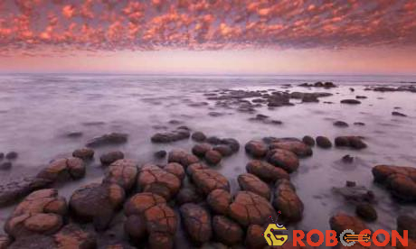 Đá stromatolite ở Vịnh Shark, phía tây Australia.