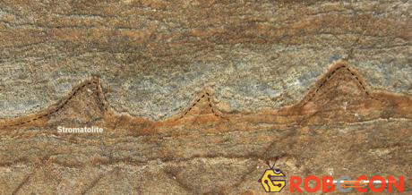 Hóa thạch vi khuẩn trên đá stromatolite ở Greenland.