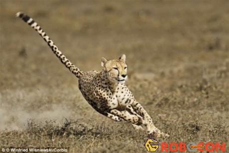 Loài báo cheetah ở tốc độ 112-120 km/h.