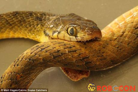 Hình ảnh loài rắn cây nâu Australia tự cắn vào thân mình vì tưởng đó là con mồi và chết sau đó.